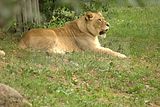 leipzig zoo-01_07_2011_zoo_allgemein_248